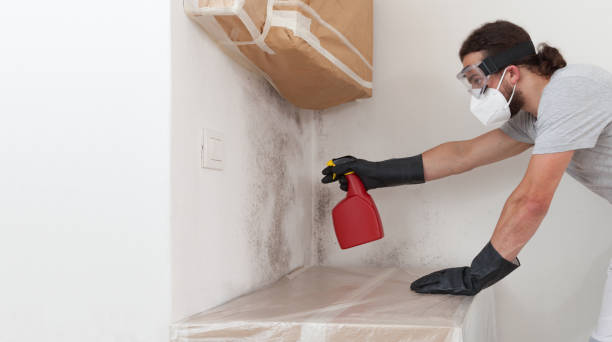 Professional Black Mold Removal technician working in Woburn, MA
