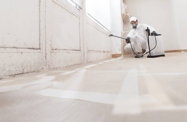 24/7 Emergency Black Mold Removal experts in Woburn, MA