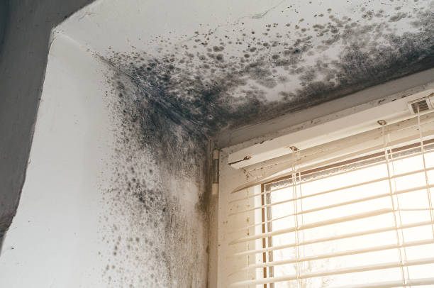 Trusted Commercial Mold Remediation service in Woburn, MA - Cheap Mold Removal